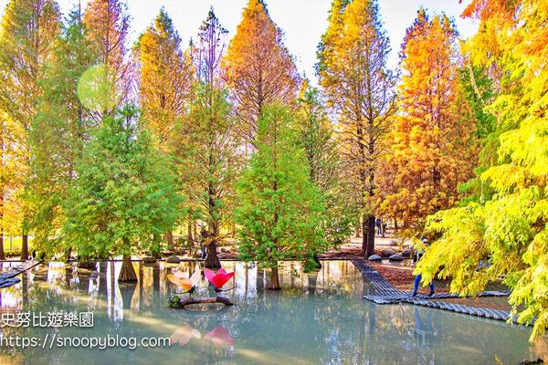 ▲▼台中泰安「羽粼落羽松」，水中步道、愛之鐘，彷彿走進歐洲森林。（圖／部落客史努比提供）