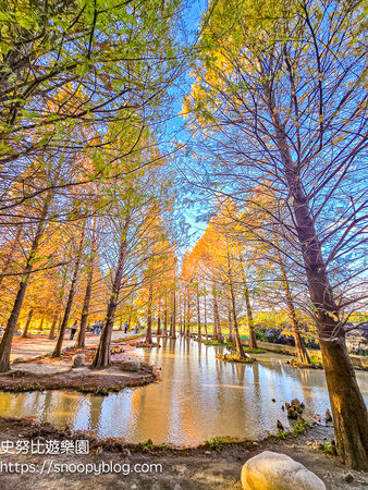 ▲▼台中泰安「羽粼落羽松」，水中步道、愛之鐘，彷彿走進歐洲森林。（圖／部落客史努比提供）