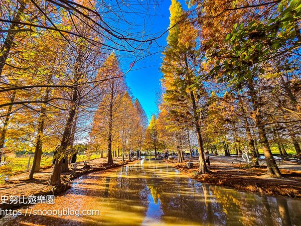 ▲▼台中泰安「羽粼落羽松」，水中步道、愛之鐘，彷彿走進歐洲森林。（圖／部落客史努比提供）