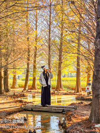 ▲▼台中泰安「羽粼落羽松」，水中步道、愛之鐘，彷彿走進歐洲森林。（圖／部落客史努比提供）