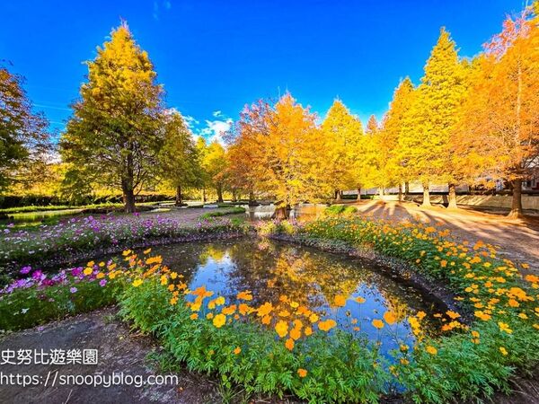 ▲▼台中泰安「羽粼落羽松」，水中步道、愛之鐘，彷彿走進歐洲森林。（圖／部落客史努比提供）
