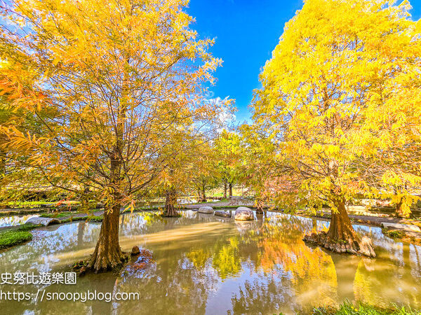 ▲▼台中泰安「羽粼落羽松」，水中步道、愛之鐘，彷彿走進歐洲森林。（圖／部落客史努比提供）