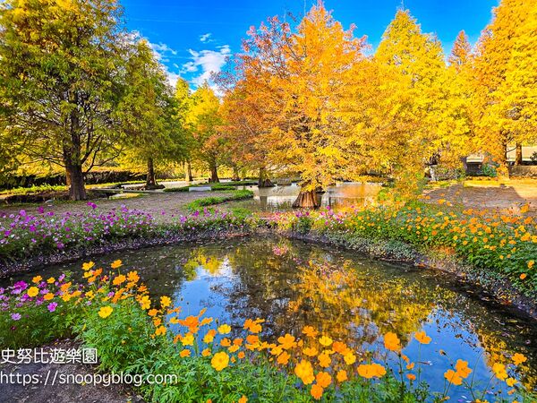 ▲▼台中泰安「羽粼落羽松」，水中步道、愛之鐘，彷彿走進歐洲森林。（圖／部落客史努比提供）