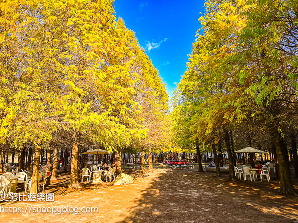 ▲▼台中泰安「羽粼落羽松」，水中步道、愛之鐘，彷彿走進歐洲森林。（圖／部落客史努比提供）