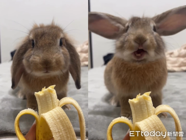 垂耳兔狂嗑香蕉太陶醉！　下一秒「耳朵起飛」萌翻全網