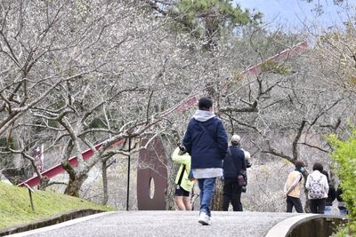 桃園「角板山行館」近300棵梅花開5成