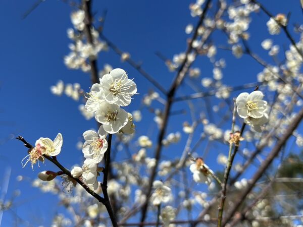 ▲桃園「角板山行館」296棵梅花綻開約5成。（圖／桃園市風管處提供）