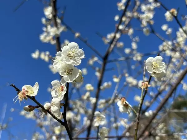 ▲桃園「角板山行館」296棵梅花綻開約5成。（圖／桃園市風管處提供）