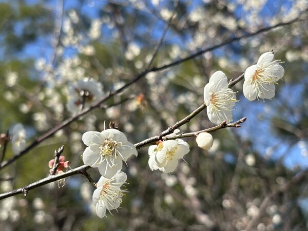 ▲桃園「角板山行館」296棵梅花綻開約5成。（圖／桃園市風管處提供）
