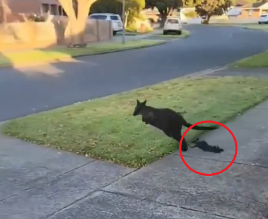 她目睹袋鼠寶寶「掉出育兒袋」　驚慌喊話：你忘了小孩！