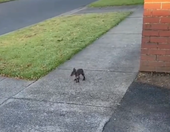 意外拍到小袋鼠掉出來變孤兒。（圖／翻攝自Mosswood Wildlife臉書）