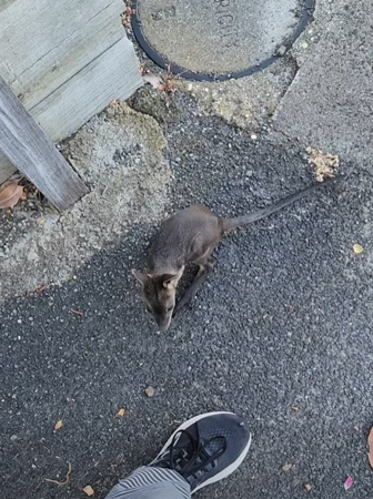 意外拍到小袋鼠掉出來變孤兒。（圖／翻攝自Mosswood Wildlife臉書）