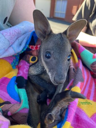 意外拍到小袋鼠掉出來變孤兒。（圖／翻攝自Mosswood Wildlife臉書）