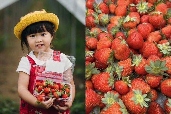 ▲▼全台7大夢幻採草莓園懶人包。（圖／ReadyGo提供）