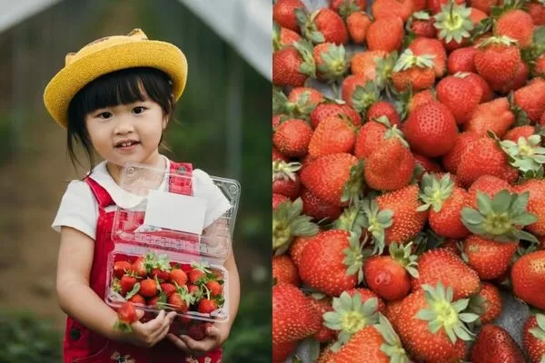 ▲▼全台7大夢幻採草莓園懶人包。（圖／ReadyGo提供）