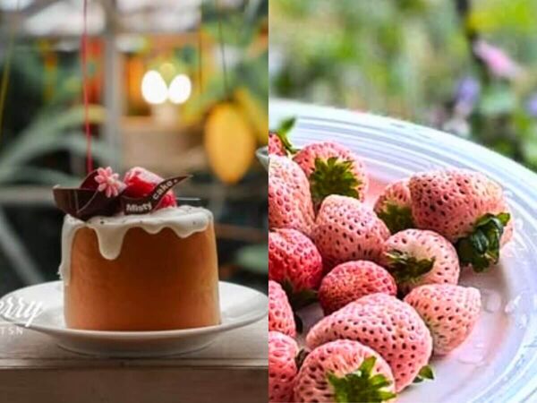 ▲▼全台7大夢幻採草莓園懶人包。（圖／ReadyGo提供）