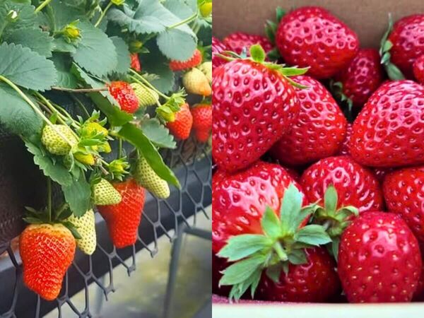 ▲▼全台7大夢幻採草莓園懶人包。（圖／ReadyGo提供）