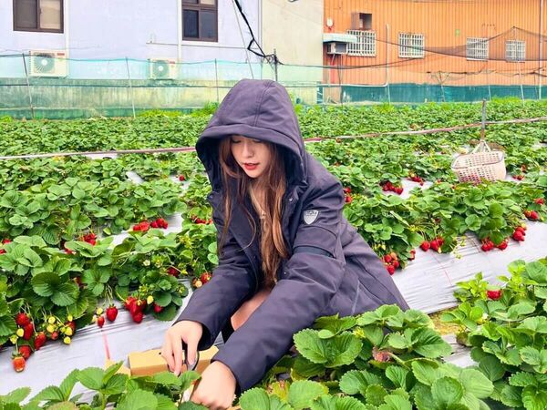 ▲▼全台7大夢幻採草莓園懶人包。（圖／ReadyGo提供）