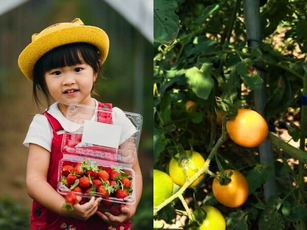 ▲▼全台7大夢幻採草莓園懶人包。（圖／ReadyGo提供）