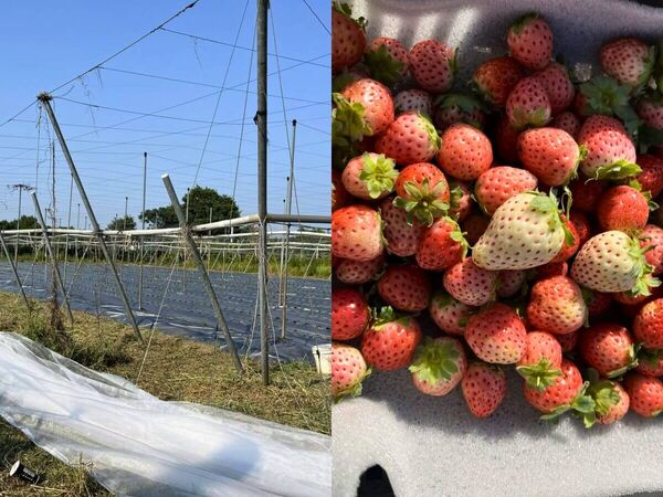 ▲▼全台7大夢幻採草莓園懶人包。（圖／ReadyGo提供）