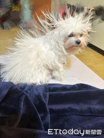 瑪爾濟斯靜電炸毛。（圖／飼主周周提供）