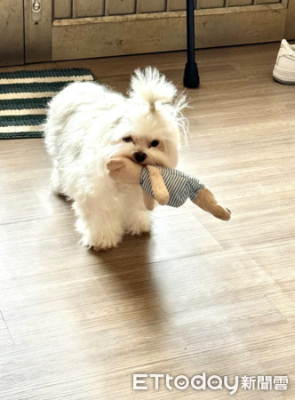 瑪爾濟斯靜電炸毛。（圖／飼主周周提供）