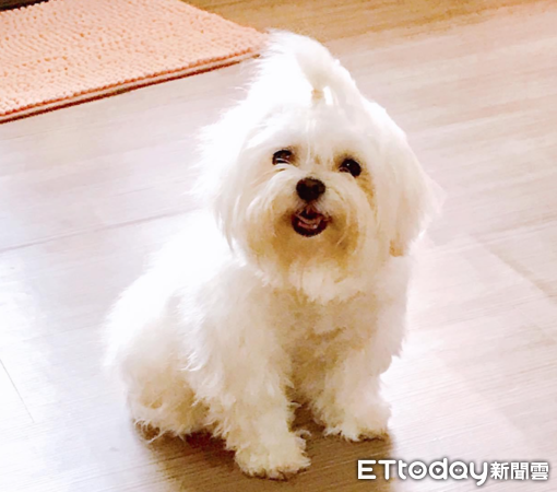 瑪爾濟斯靜電炸毛。（圖／飼主周周提供）
