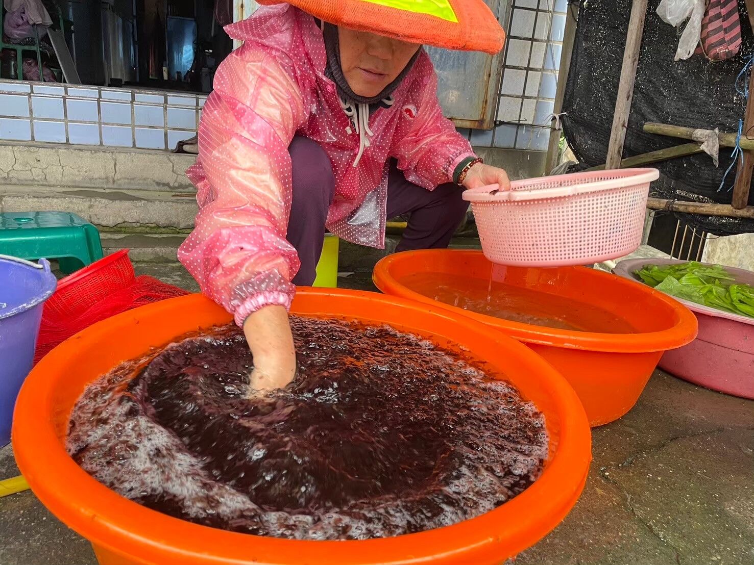 ▲新北東北角限定「海中黑金」。（圖／新北市漁業處提供）