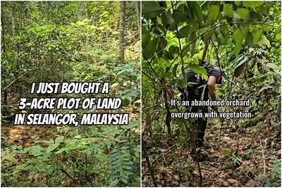 買下荒廢果園！男想打造退休樂園　一看相機愣住了：拍到馬來貘