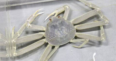 比雪還白！稀有「全白松葉蟹」現身　專家：超罕見