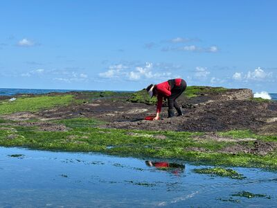 新北東北角冬季限定「海中黑金」　漁民冒寒採收鮮嫩紫菜