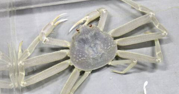 日本兵庫縣北部外海捕獲的一對雌雄白色松葉蟹，近日被送往位於豐岡市瀨戶的水族館。（圖／翻攝自城崎海洋世界官網）
