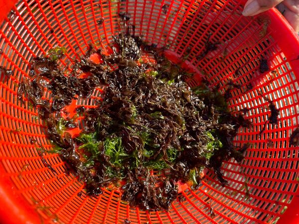 ▲新北東北角限定「海中黑金」。（圖／新北市漁業處提供）