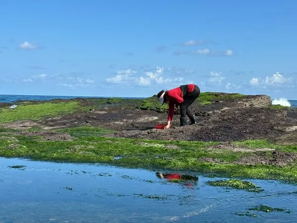 ▲新北東北角限定「海中黑金」。（圖／新北市漁業處提供）