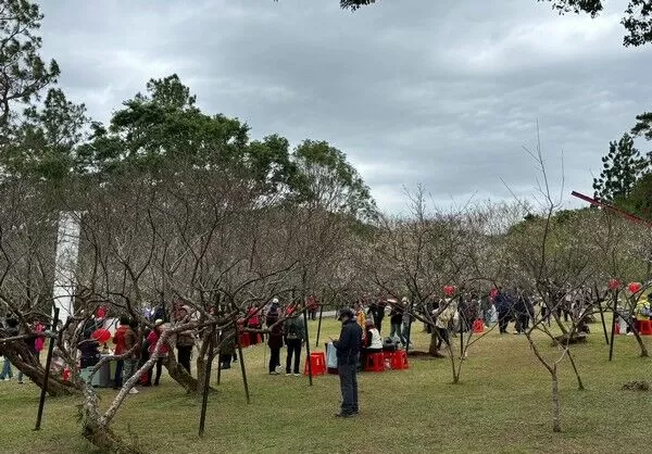 ▲2026角板山行館梅花季。（資料照／風管處提供）