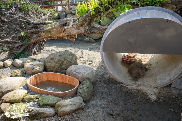 ▲▼南投最新親子農場「鹿芝谷生態景觀園區」，山谷裡與萌寵玩樂。（圖／部落客滿分提供）