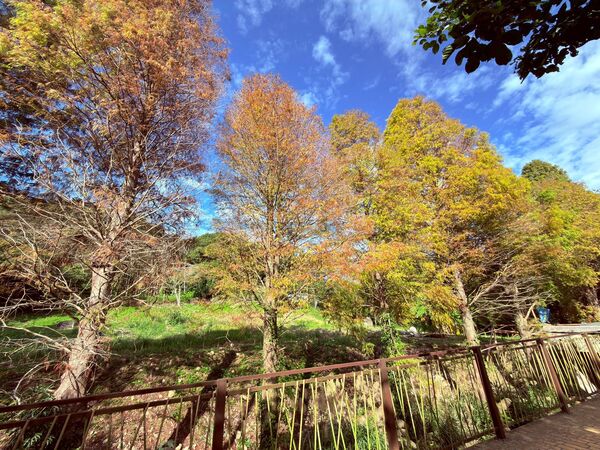 ▲竹縣落羽松轉紅。（圖／新竹縣政府提供）