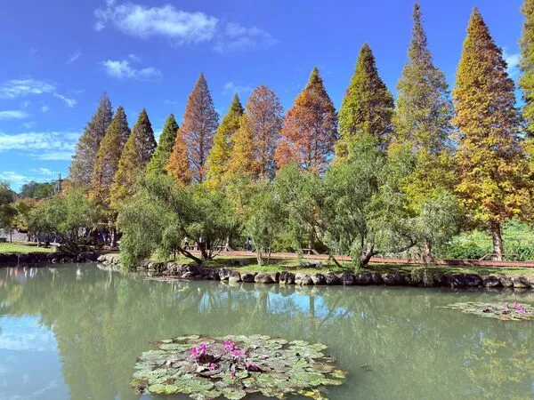 ▲竹縣落羽松轉紅。（圖／新竹縣政府提供）