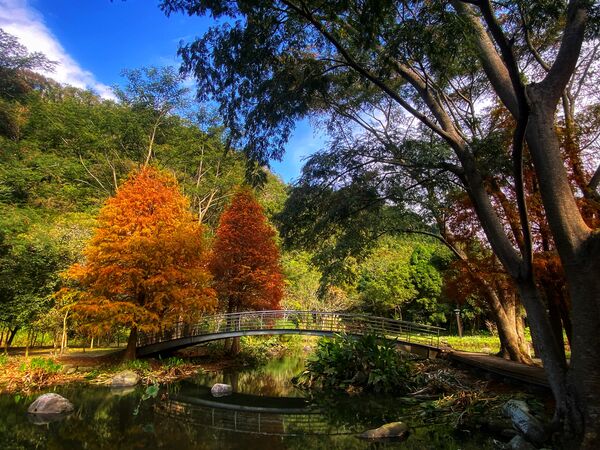 ▲竹縣落羽松轉紅。（圖／新竹縣政府提供）