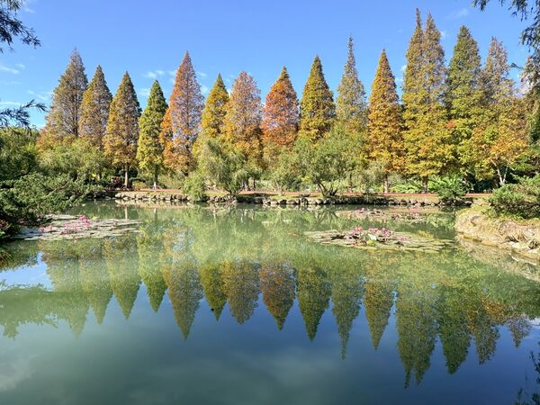 ▲竹縣落羽松轉紅。（圖／新竹縣政府提供）