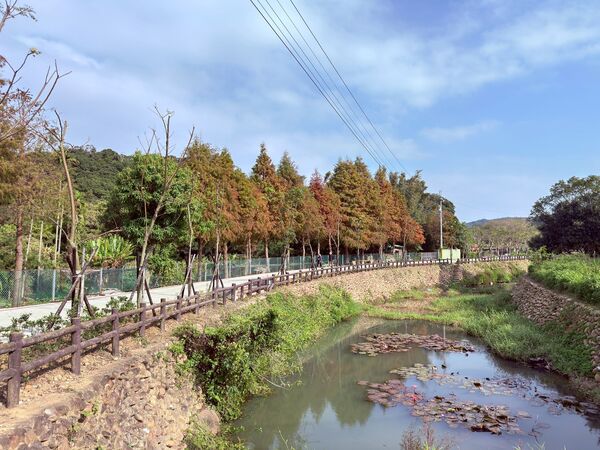 ▲竹縣落羽松轉紅。（圖／新竹縣政府提供）