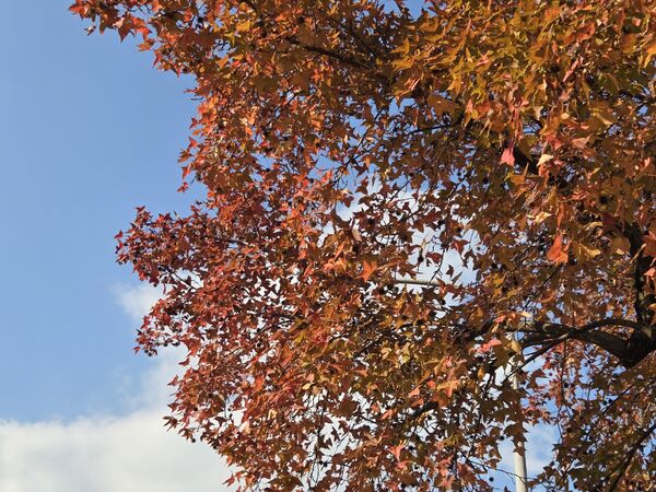 ▲北市街頭楓香轉紅。（圖／公園處提供）