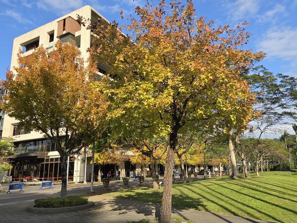 ▲北市街頭楓香轉紅。（圖／公園處提供）