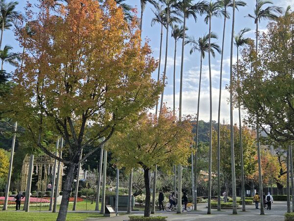 ▲北市街頭楓香轉紅。（圖／公園處提供）