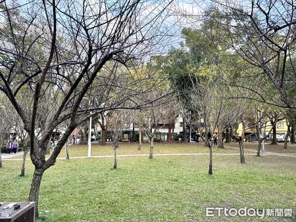 ▲民生公園楓香,梅花1/11花況。（圖／記者彭懷玉攝）