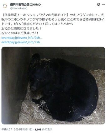 盛岡市動物園推出觀察日本黑熊冬眠的導覽行程（圖／翻攝自盛岡市動物園官方X）