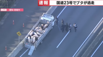 快訊／日本高速公路「豬豬大逃亡」！警察緊急封路　抓豬畫面曝