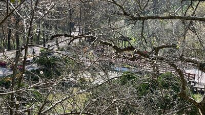 石門水庫梅花綻放　集中在槭林公園