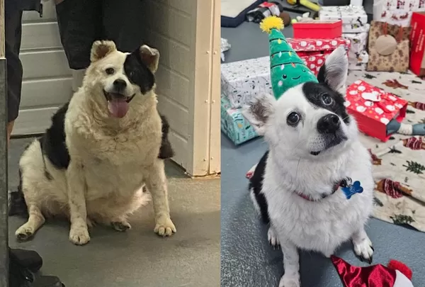 被主人狂餵義大利麵「胖到30公斤」站不起來　收容所汪成功瘦身。（圖／翻攝自Facebook／Oakwood Dog Rescue）