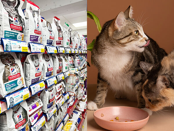 慈愛新春活動。（圖／慈愛動物醫院）